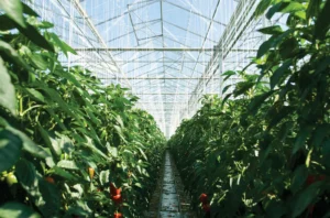 The Role of Greenhouse and LPG in Combating the Global Food Crisis 3 Inside view of a greenhosue with two plants in the front and the roof of the greenhouse
