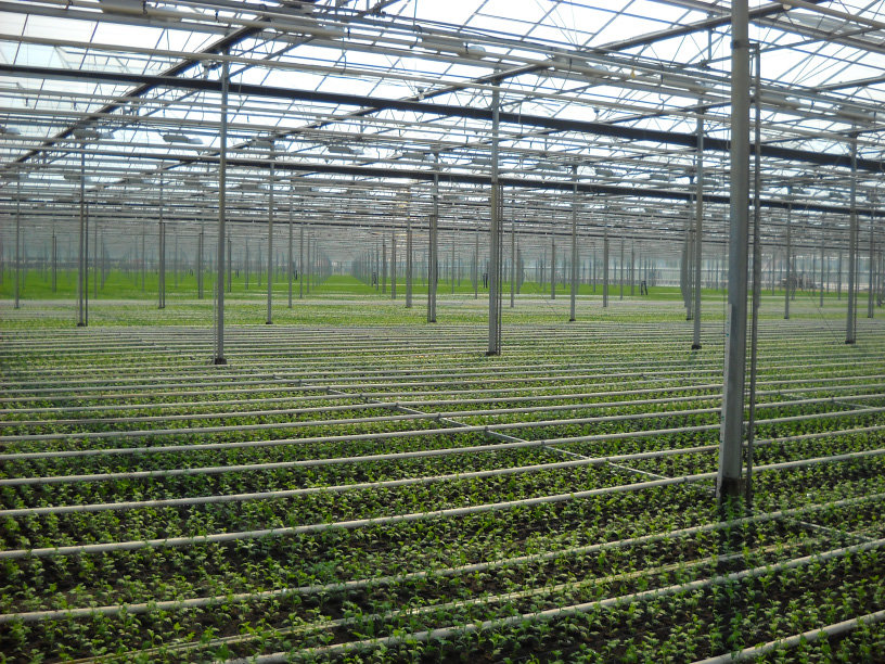 The Role of Greenhouse and LPG in Combating the Global Food Crisis 7 Various plants arranged within the complex structure of a modern greenhouse